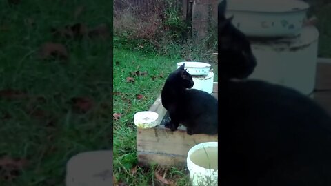 2 minutes ⏰ of the black🐈‍⬛ cat 🐈‍⬛ eating 🥣 #cute #funny #animal #nature #wildlife #trailcam #farm