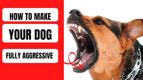 How To Make Dog Become Fully Aggressive [What Gurus don't tell you]