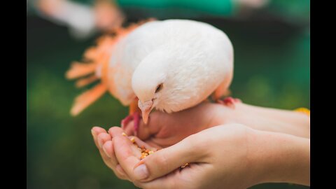 how to roller pigeon