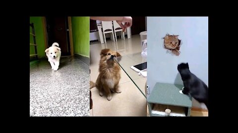 💗Aww - Cute Dog and Cat Compilation 2021💗 #7 - CuteVN
