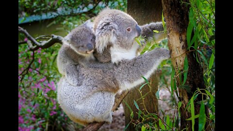 Baby Koala Bears CUTEST Compilation