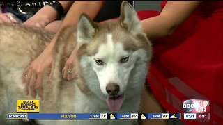 Rescues in Action March 10 | Make Balto your friend