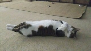 Big-O The Lazy Cat