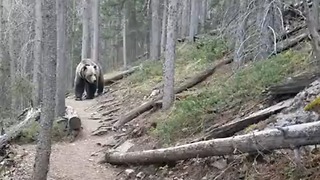 Hikers In Canada Encounter Large Grizzly Bear In Forest