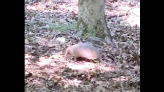 Armadillo Making Den