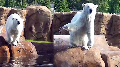 White bear swiming in the river / Funny polour bear