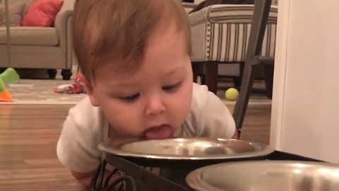 Baby Girl Drinks From Dog Bowl