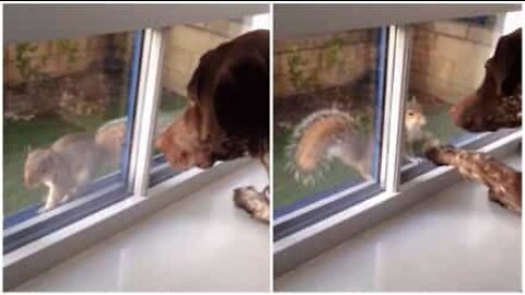 Cão faz amizade com um esquilo… através da janela!