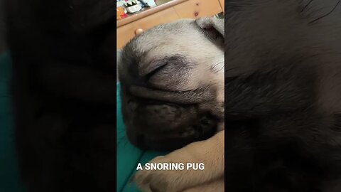 My new family member is snoring. #Pug