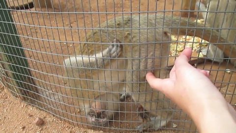 Rescued monkey likes to get a scratch in a funny position