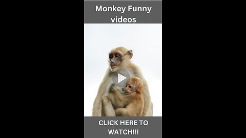 Monkey Funny videos