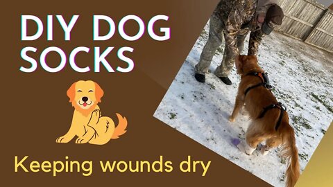 #Waterproof #DIY Dog #Socks | Senior #Dog Care | #Cushing’s in Dogs