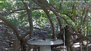 Key Largo - Two male Painted Buntings