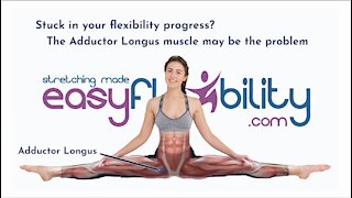 Stuck in your flexibility progress? The Adductor Longus muscle may be the problem
