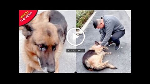 Former Police Dog Cries After Reuniting With Handler She Hasn't Seen For Years