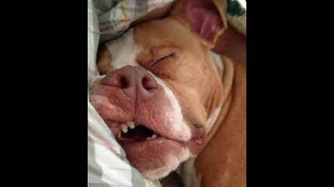 Funny Dogs Sleeping Positions 😂| Dont Try To Hold Back Your Laughter!🤣🤣
