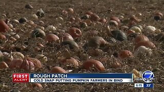 Pumpkin patches bracing for more snow