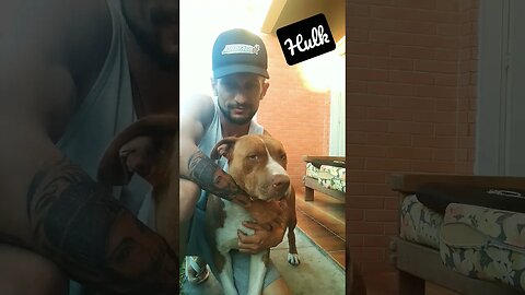 #pracima #gratidãosempre #vencedor #hulk #pitbull #videos #americanbully