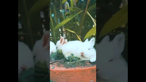 Rabbits Resting On A Pot with a Plant
