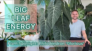 BIG LEAF ENERGY - Philodendron Glorious - Plant Spotlight #2