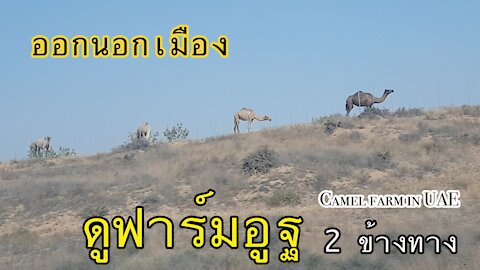 ออกนอกเมือง ดูฟอร์มอูฐ 2 ข้างทาง | Camel farm in UAE.