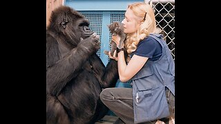 A CONVERSATION WITH KOKO THE GORILLA: PENNY & COCO ARE THE FIRST HUMAN & GILLRIA TO SHARE A COMMON LANGUAGE, SIDE LANGUAGE.🕎 Revelation 4:11 for thou hast created all things, and for thy pleasure they are and were created.”