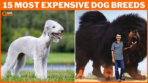 The High Cost of Canine Luxury: 15 Most Expensive Dog Breeds in the World | The $5 Million Dog