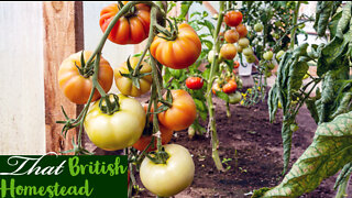 Treating Disease one the allotment and a harvest! Allotment Gardening