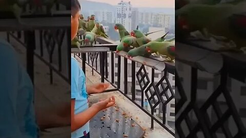 #parrotshorts #beautiful #nature #naturelovers