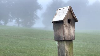 Foggy Morning On The Farm 😶‍🌫️