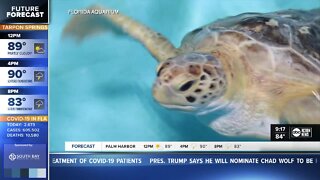 Rescued Florida endangered sea turtle finds new home in Mississippi