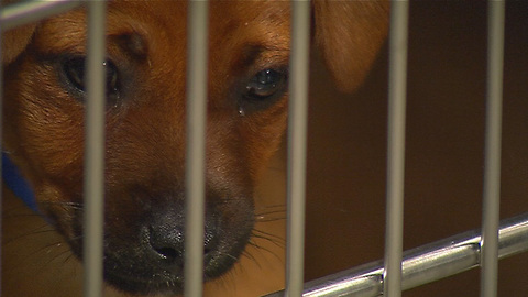 Stray dog's incredible rescue from highway median