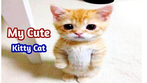 Best Cute Baby Cat Videos 2021