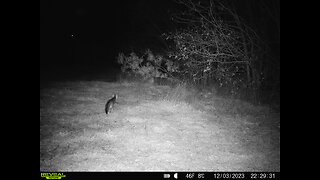 Last night's footage of the fox field.