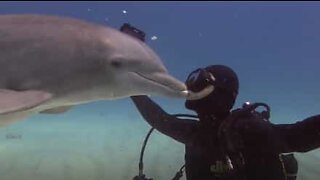 Golfinho apaixonado beija mergulhadores nos lábios