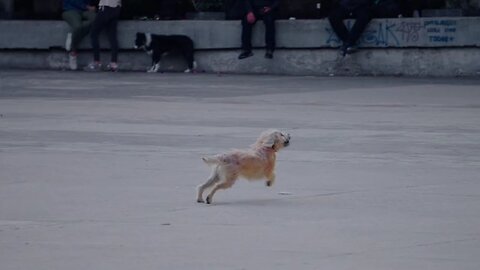 dog playing with ball