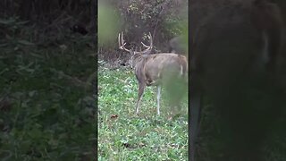 Big buck chasing a doe #shorts #deer #deerhunting #biology