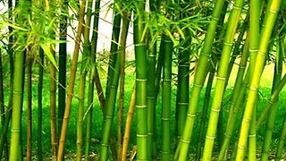 Como Matar Bambu Sem Veneno Sem Usar Herbicida Método Natural - Como Matar um Bambuzal