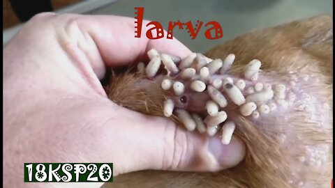 Animal’s treatment, larva removal