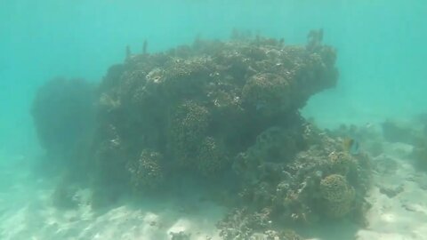 Dana Snorkeling Coral Reefs in Moorea Lagoon - 29 Sep 2022-8