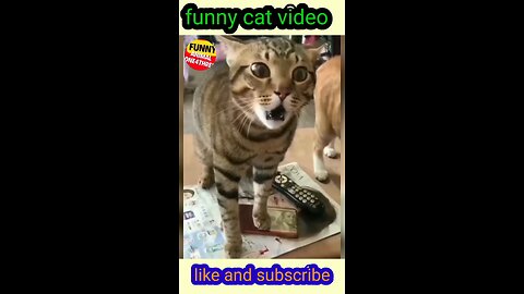 funny cat video shot