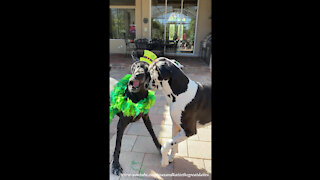 Great Danes Have Feather Flying Fun Celebrating St Patty's Day