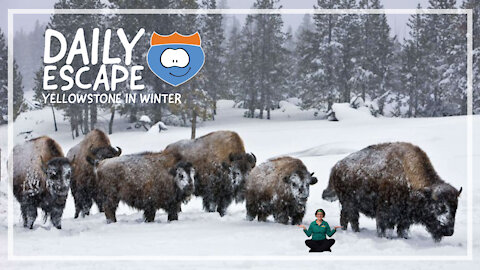 Daily Escape: Yellowstone in winter, by Oddball Escapes