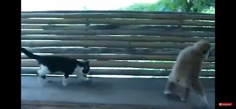 Monkeys playing with cats