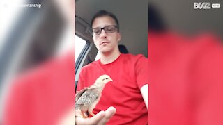 Homem passeia de carro com galinha bebé de estimação