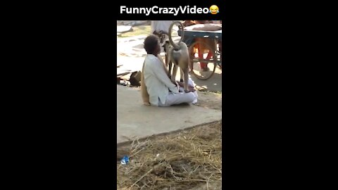 Mr FunnyCrazyVideo😂 Just Incredible Video Funny and Crazy #Like Follow for Follow 🥰