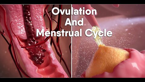 ovulation and menstrual cycle often called period
