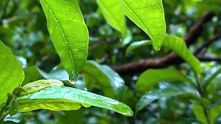 OUÇA TODOS OS DIAS SOM DE CHUVA PARA RELAXAR A MENTE E DORMIR BEM | SOM DE CHUVA PARA DORMIR