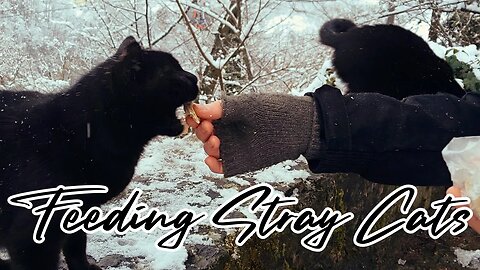 Feeding Stray Cats - Snow Panthers - Feeding Feral Cats
