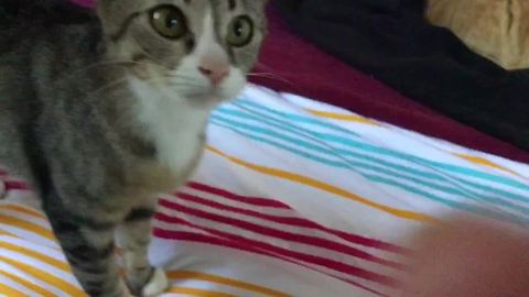 Funny cat really loves to play fetch